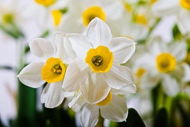 Epic喜加一：《文明6：白金版》现可免费领取 收录所有DLC